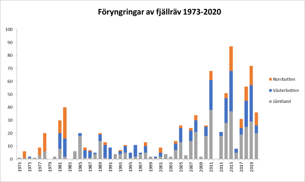 Tabell som visar antal funna föryngringar (kullar) av fjällräv i Sverige mellan åren 1973 och 2020. Norrbottens fjällrävspopulation har under perioden minskat kraftigt men har återhämtat sig de senaste åren medan fjällrävarna i Jämtland och Västerbotten har ökat och visar en relativt stabil nivå under 2000-talet.