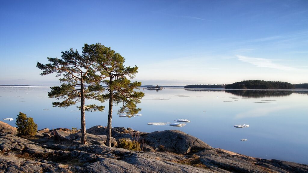 Tallar i en skärgårdsmiljö.