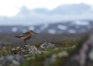 Närbild på en fågel som befinner sig på ett fjällhed.