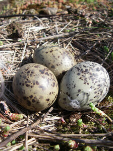 Tre stycken fläckiga ägg som ligger på torrt gräs.