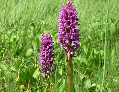 Näbbstarr och orkidéen ägnsnycklar med rödlila blomax i ett rikkärr.