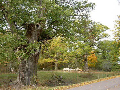 En ek står i en hagmark, till höger om eken står fyra kossor.