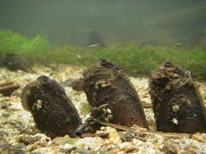 Tre musslor står på rad på havsbotten.