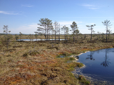 En vårbild över en stor mosse, Skagershultsmossen i Örebro län. I förgrunden syns ett par myrgölar och några tallar.