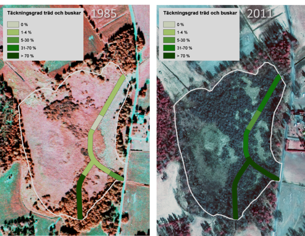 Exempel på våtmark med diken, där täckning av träd och buskar har karterats i en buffertzon med 5 m avstånd från diket, i flygbilder från 1980-talet och 2010-talet. I synnerhet den högra (nyare) bilden indikerar att igenväxningen med träd och buskar har gått snabbare i närheten av diket, inte bara i själva buffertzonen, utan även i ett område ut till ungefär 30 m avstånd från diket.