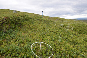 Bilder visar hur inventering av fjällvegetation går till.