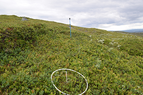 Bilder visar hur inventering av fjällvegetation går till.