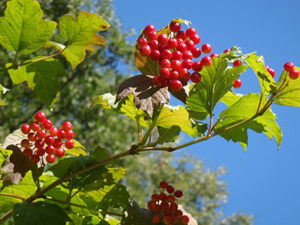 En närbild av en gren av en olvonbuske med röda bär.