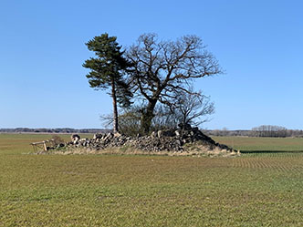 En vårbild på en åkerholme mitt i en åker. På åkerholmen växer en tall, ett gammalt lövträd och lite buskar. Det ligger stenrösen på åkerholmen.