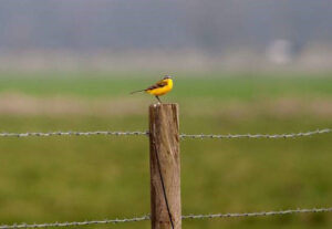 Närbild på en gulärla (fågel) som sitter på en stängselstolpe.