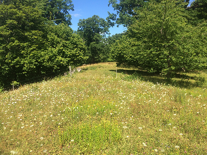 Blomstrande äng i solljus