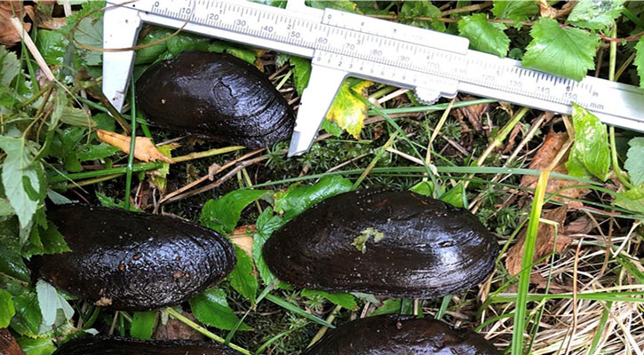 Bild på musslor i gräs och ett skjutmått
