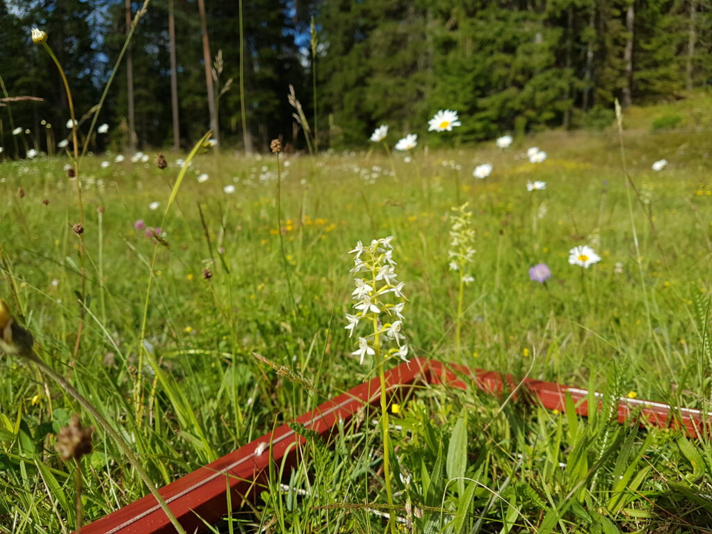 Röd träram ligger på en äng. I bakgrunden syns en skog med höga träd.